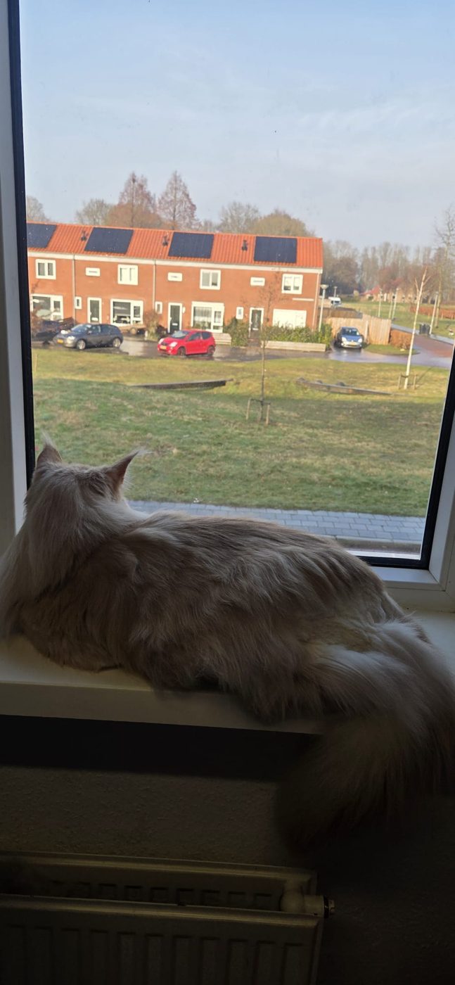 Maine Coon geniet van het uitzicht op de vensterbank