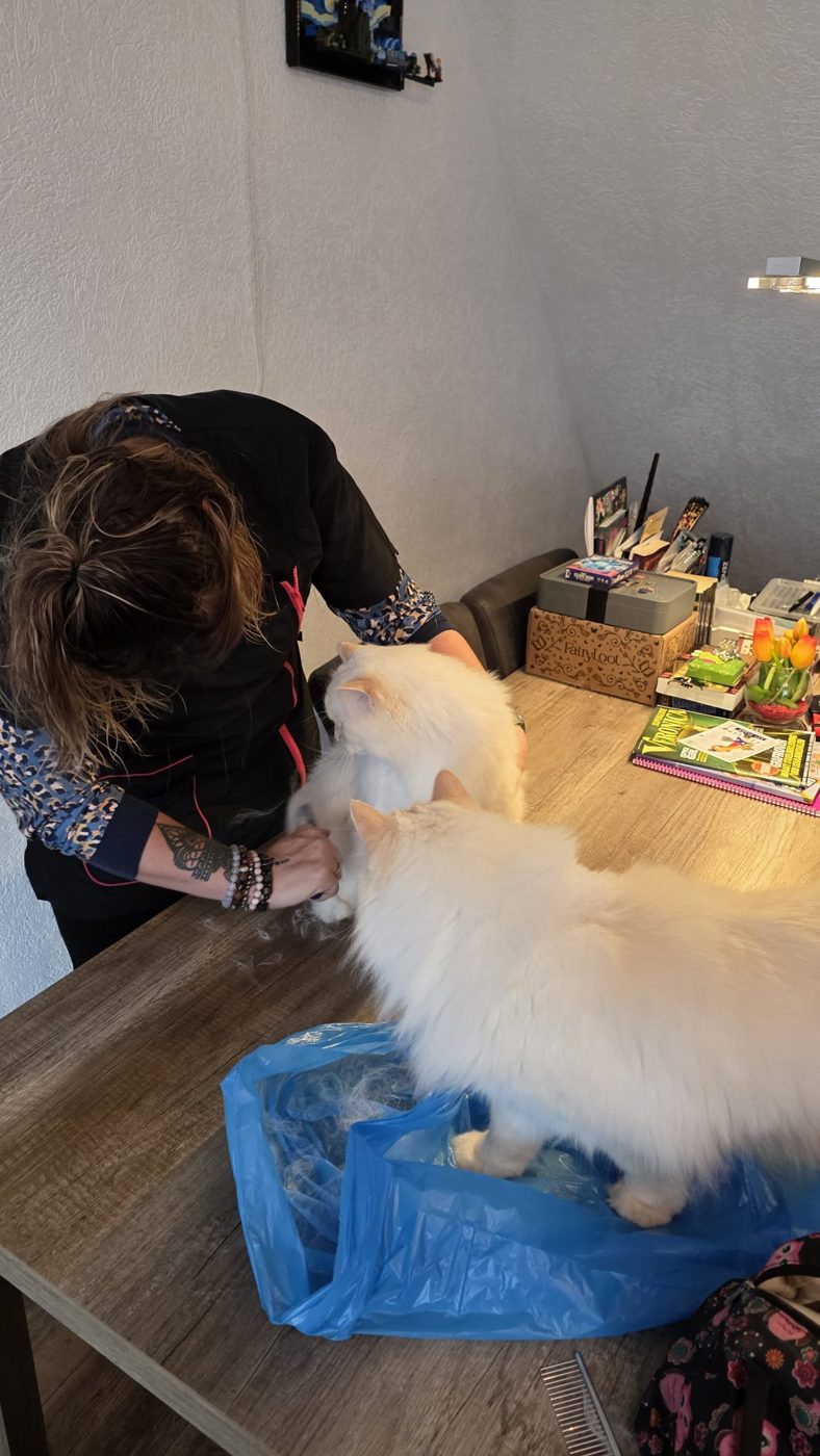 Nathalie verzorgt een witte langharige kat aan huis