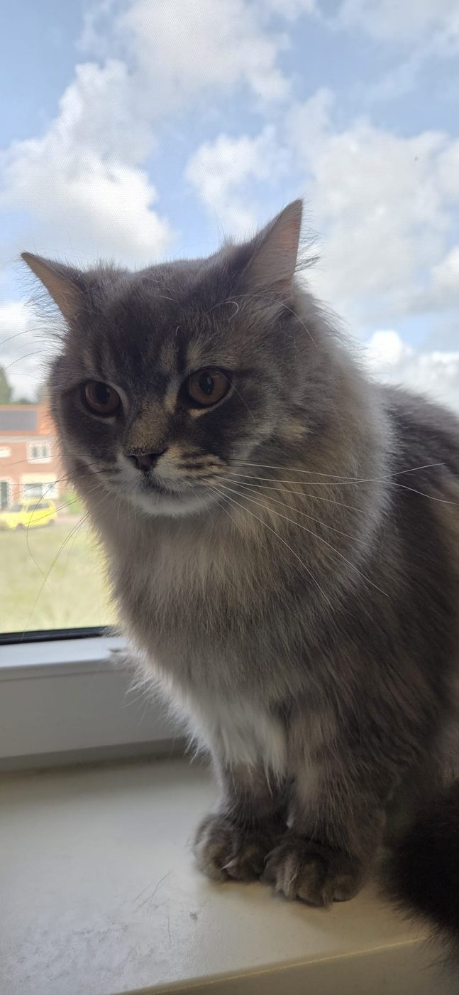Grijze langharige kat op de vensterbank