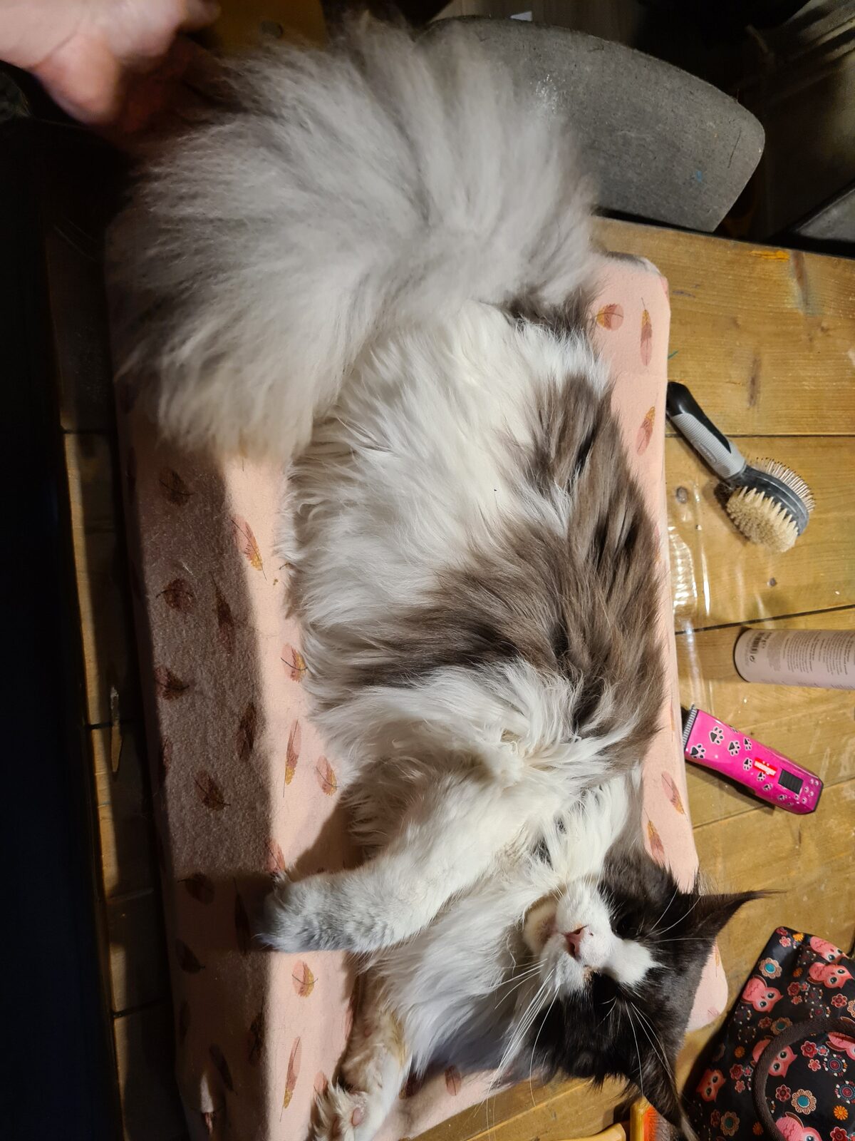 Kat na trimbehandeling bij Trimsalon Amira
