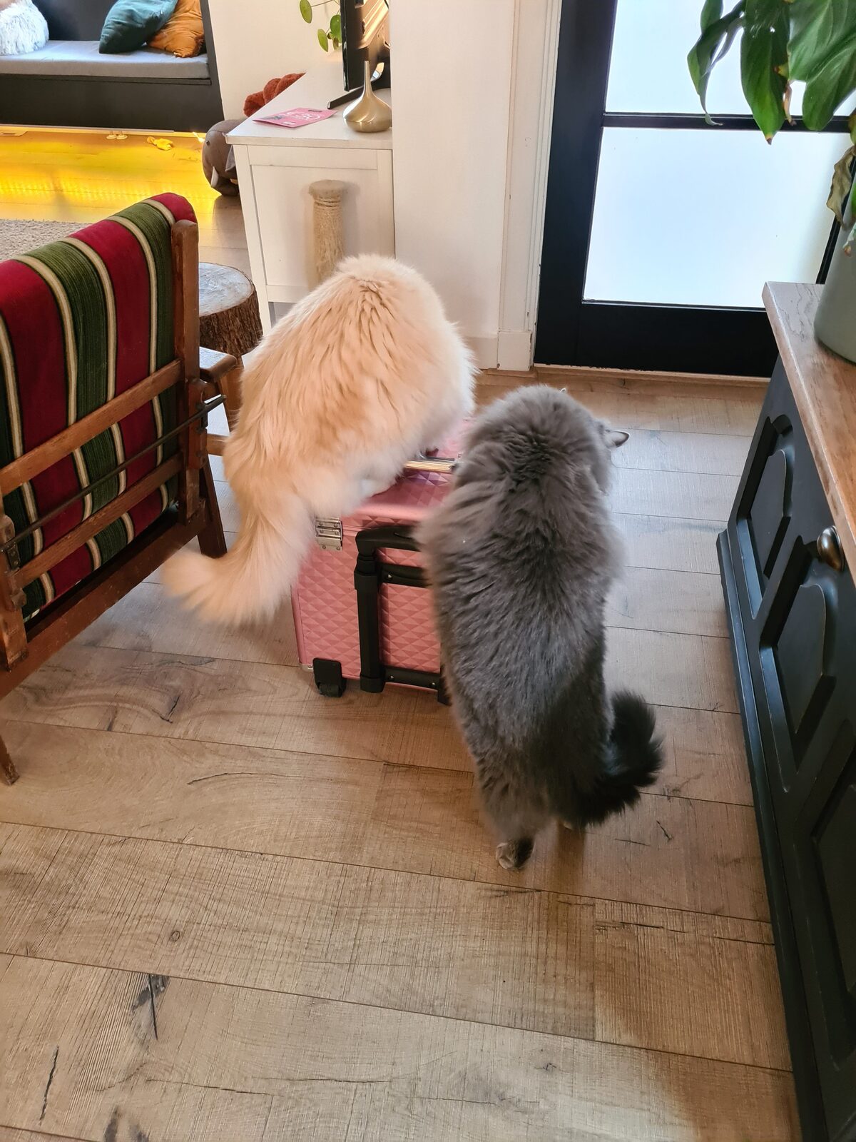 Kat na trimbehandeling bij Trimsalon Amira