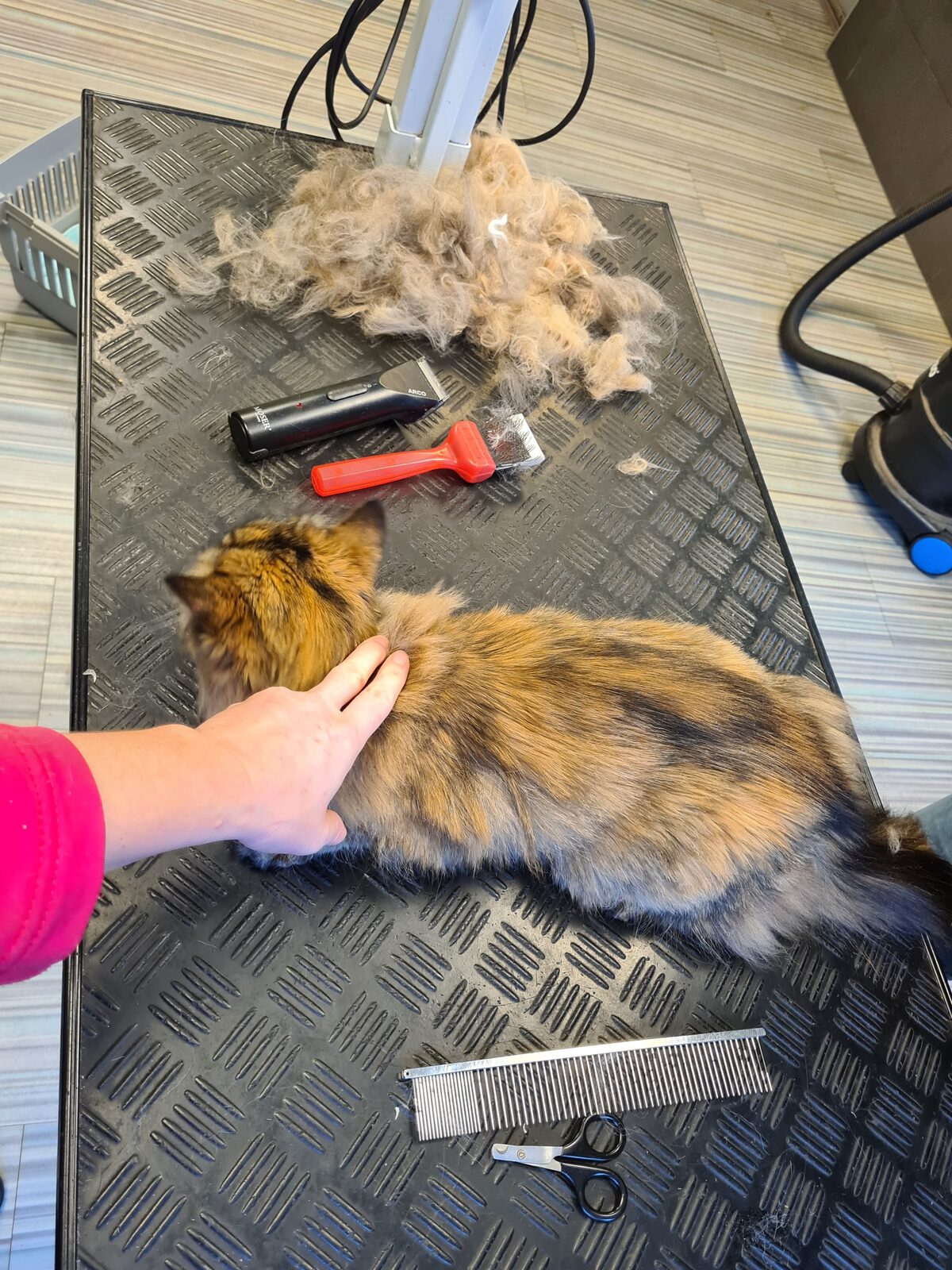 Kat na trimbehandeling bij Trimsalon Amira