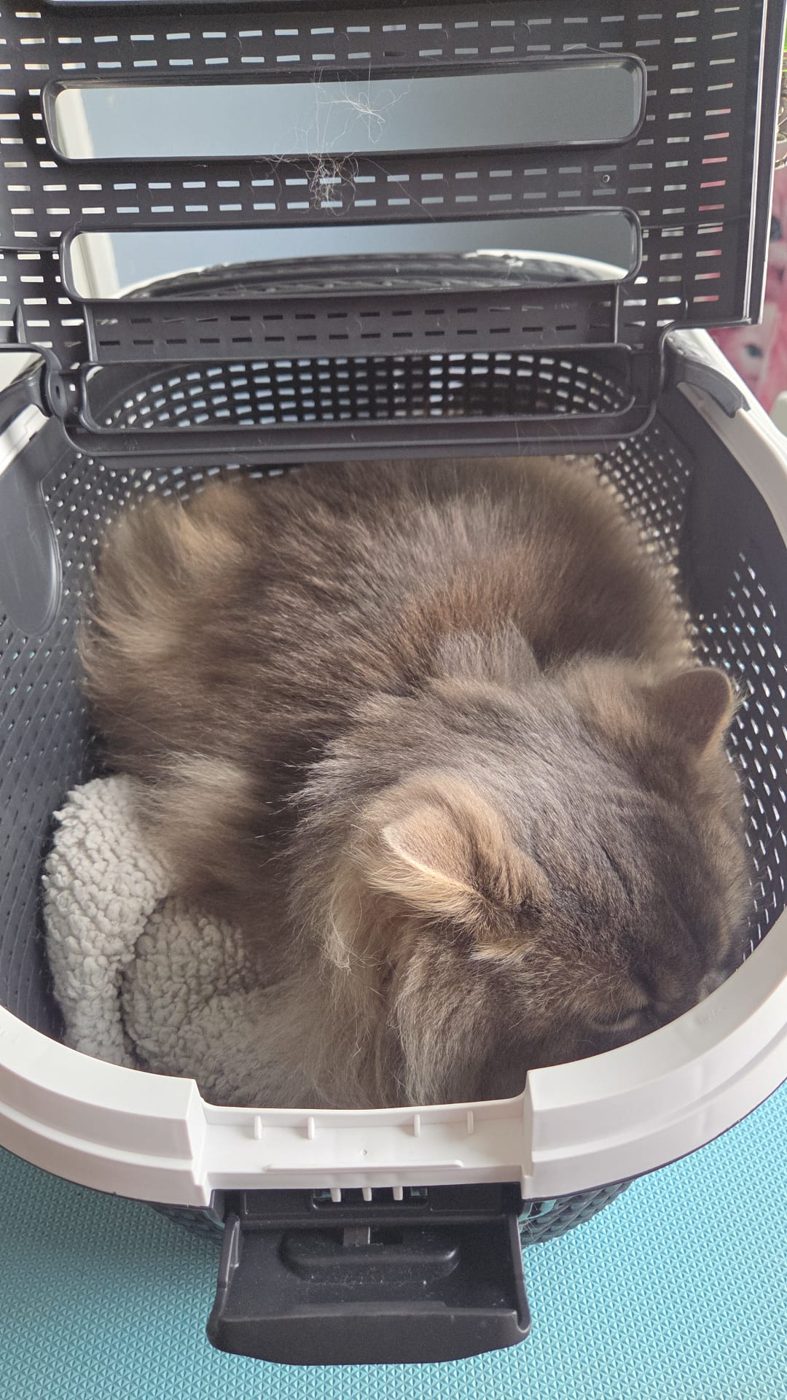 Kat ligt ontspannen in de reismand na de behandeling